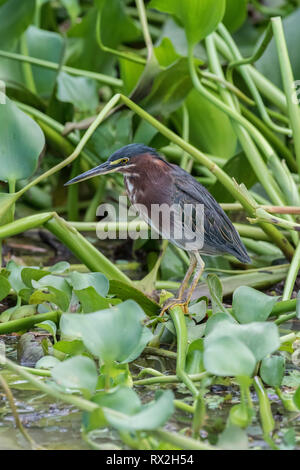 Green Heron (Butorides Virescens) entlang der Ufer des Flusses Sierpe Costa Rica Stockfoto