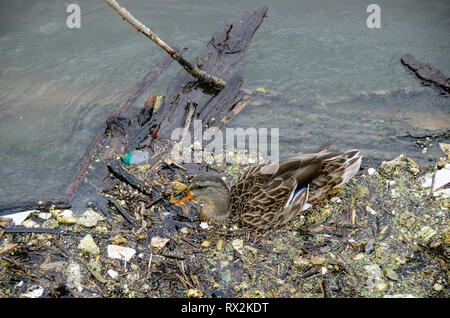 Weibliche Stockente in Fluss Wasser mit Verunreinigungen Stockfoto