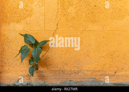 Der Baum wächst in einem orange Wand mit Rissen. Stockfoto