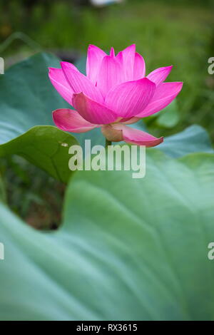 Pink Lotus Blume im Tageslicht Stockfoto