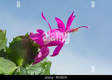 Dunkel rosa Magenta Weihnachtskaktus blühen und grünen Stengel gegen ein dunstig blauen Himmel Stockfoto