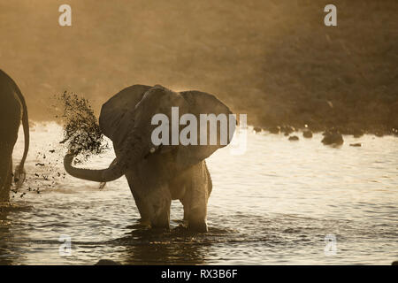 Ein Elefant spritzenden Schlamm über den Rücken Stockfoto