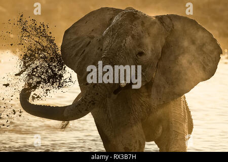 Ein Elefant spritzenden Schlamm über den Rücken Stockfoto