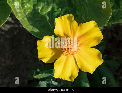 Nahaufnahme von einem gelben Zwerg Ringelblume mit fünf Blütenblätter von Kopfsalat und Spinat, die wachsenden ein Haus Garten umgeben Stockfoto