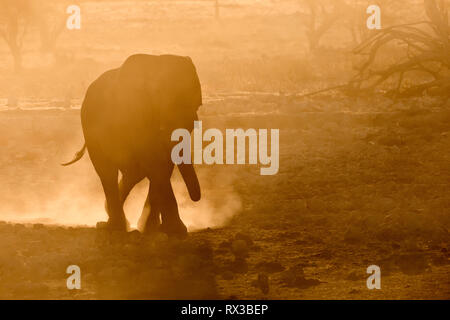 Elefant Silhouette in gelben Staub. Stockfoto