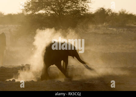 Elefant Silhouette in gelben Staub. Stockfoto