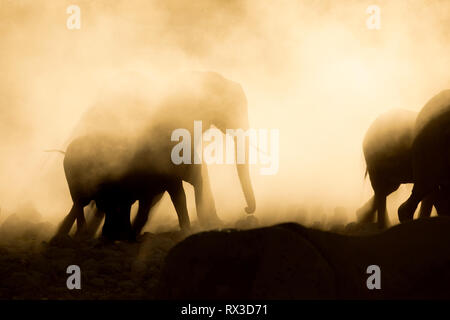 Staub ist gelb mit der untergehenden Sonne gedreht und zeigt die Silhouette eines Elefanten. Stockfoto