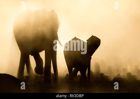 Elefant Silhouette in gelben Staub. Stockfoto