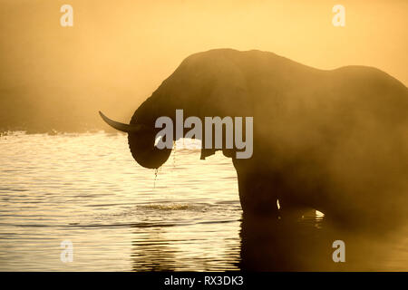 Elefant Silhouette in gelben Staub. Stockfoto