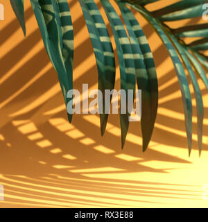 Selektiver Fokus der exotische Coconut leaf mit Schatten auf farbigen Hintergrund. Tropische und Urlaub Sommer Konzepte Ideen. Für design Layout erstellen. Stockfoto