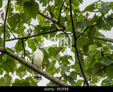 White Hawk (Pseudastur albicollis) im hohen Baldachin der Costaricanischen Regenwald sitzen. Stockfoto