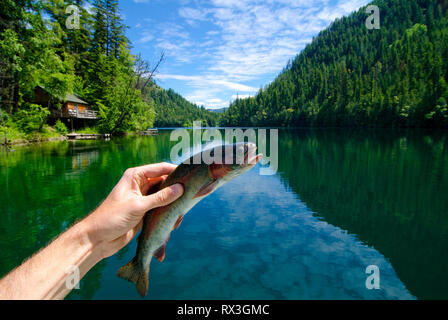 Gerard Regenbogen Forellen gefischt von Echo Lake in der Nähe von Vernon, British Columbia, Kanada Stockfoto