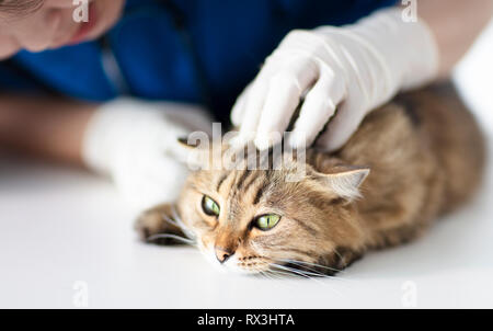 Der Tierarzt Reinigung der Ohren der eine Katze, die hat Ohrmilben ...