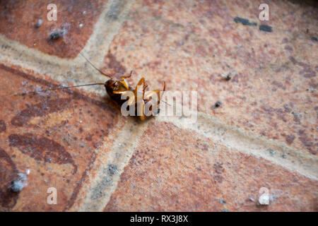 Kakerlaken In Ein Insekt Sticky Traps Stockfoto Bild 238137469