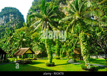 Kokospalmen, Cocos nucifera, im Garten von P.N. Mountain Resort, Ao Luk, Krabi, Thailand Stockfoto