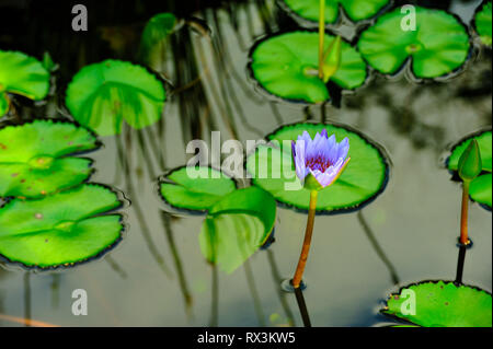 Lily, Nymphaeaceae, in Wasser Garten, Khao Lak, Pang Nga Provinz, Thailand Stockfoto