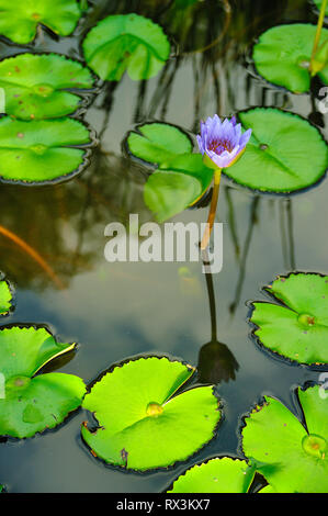 Lily, Nymphaeaceae, in Wasser Garten, Khao Lak, Pang Nga Provinz, Thailand Stockfoto