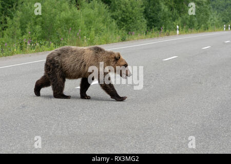 Hungrig und wütend Kamtschatkas Braunbären watschelt Wandern, über Asphalt Autobahn. Eurasien, Russischen Fernen Osten, Halbinsel Kamtschatka. Stockfoto