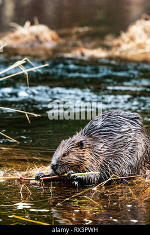 Ein Biber (Castor canadensis) nagt an einem Stock in der Nähe von seinem Haus in einem Feuchtgebiet, Algonquin Provincial Park, Ontario, Kanada Stockfoto