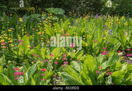 Frühling Blumen, Clyne Gärten, Blackpill, Swansea, South Wales, Großbritannien Stockfoto