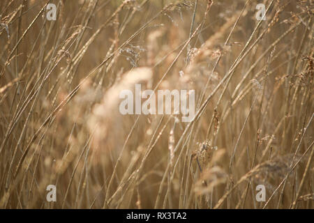 Gräser am Ufer des Flusses Otter Mündung in East Devon, Südwest-England, Vereinigtes Königreich. Stockfoto