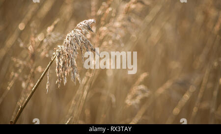 Gräser am Ufer des Flusses Otter Mündung in East Devon, Südwest-England, Vereinigtes Königreich. Stockfoto