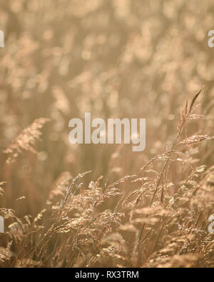 Gräser am Ufer des Flusses Otter Mündung in East Devon, Südwest-England, Vereinigtes Königreich. Stockfoto
