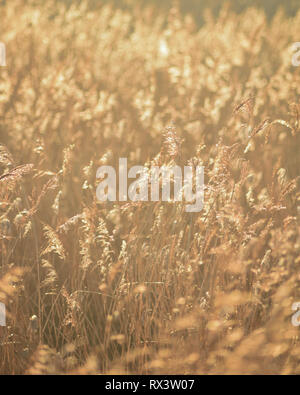 Gräser am Ufer des Flusses Otter Mündung in East Devon, Südwest-England, Vereinigtes Königreich. Stockfoto
