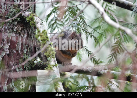 Wilde Douglas Eichhörnchen (Tamiasciurus maculata) im Westen des Bundesstaates Washington, USA Stockfoto