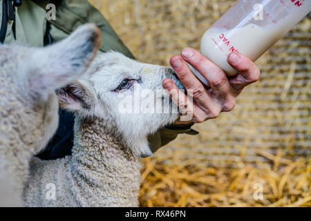 Neugeborene Lämmer cueing für ein Auffüllen der Milch aus der Flasche. Die schäferin hält die Flasche und die lämmer Mund stetig mit einer Hand. Stockfoto