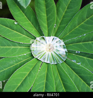Klar glitzernden Regentropfen auf der grünen Pflanzen Lupine Lupinus. Stockfoto