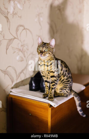 Schöne heimatlose Katze sitzt auf den Nachttisch. Stockfoto