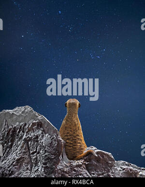 Closeup Meerkat betrachtet den Sternenhimmel mit Freistellungspfad Stockfoto