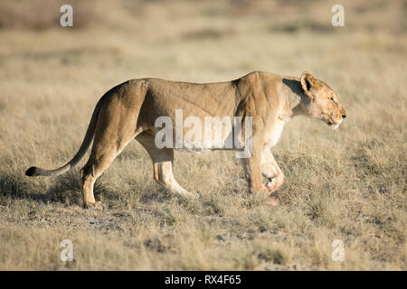 Eine Löwin Jagd in der Nähe von okondeka im Etosha National Park. Stockfoto