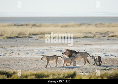 Ein Pride Of Lions im Morgenlicht des Etosha National Park, Namibia. Stockfoto