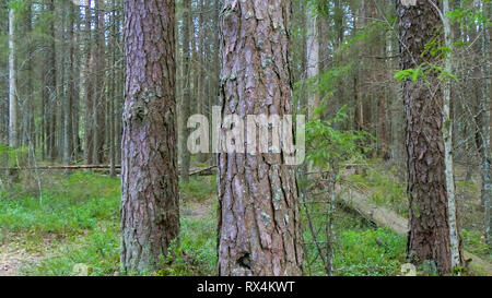 Zweige und hohen Stamm der Bäume im Wald. Fast getrocknet und verdorrte Zweige werden auf dem Boden der Wald verstreut Stockfoto
