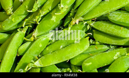 Grüne frische Erbsen auf dem Display. Die Erbse ist am häufigsten die kleine kugelförmige Saatgut oder das Saatgut-pod des pod Obst Pisum sativum. Stockfoto