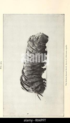 Ökonomische Entomologie für den Landwirt wirtschaftliche Entomologie für den Landwirt.. economicentomolo 00 Smit 0 Jahr: 1896 Stockfoto