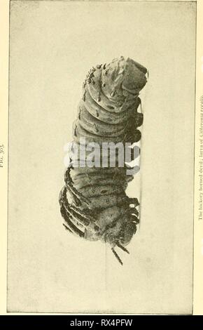 Ökonomische Entomologie für den Landwirt wirtschaftliche Entomologie für den Landwirt und Winzer economicentomolo01 smit Jahr: 1906 Stockfoto