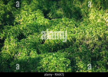 Moss Hintergrund am Sommer, Tag, moosigen Textur Frühling Grün. Stockfoto