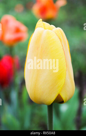Gelbe Tulpe Blume Nahaufnahme auf Hintergrund Blumenbeete Stockfoto