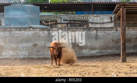 Stier wild auf der Farm in Spanien Stockfoto