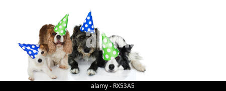 BANNER PET-Party feiern. Lustige GRUPPE VON VIER HUNDE TRAGEN POLKA DOT HAT DOR NEUES JAHR, Geburtstag oder für das neue Jahr. Auf weissem Hintergrund. Stockfoto