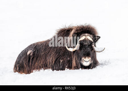 Muskox, Ovibos moschatus, im Winter, Captive animal, Manitoba, Kanada. Stockfoto