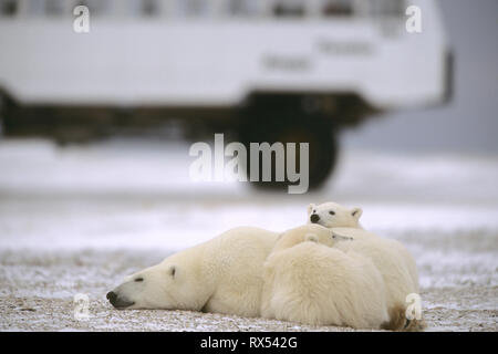 Eisbär Mutter und 2 Jungen, Ursus maritimus, schlafen in der Nähe von Tundra Buggy®, in der Nähe von Churchill, Manitoba, Kanada Stockfoto
