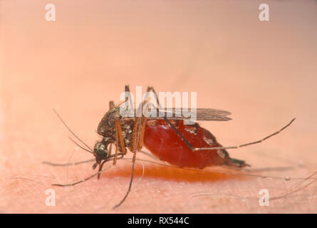 Moskito, Aedes sp., Fütterung auf menschliche, Saskatchewan, Kanada Stockfoto