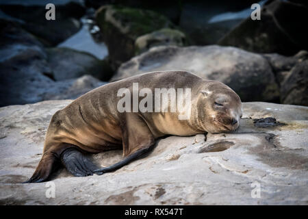 Galapagos-seelöwe (zalophus californianus), La Jolla, Kalifornien, USA Stockfoto