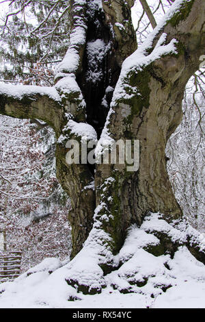 Märchenwald Märchenhafter Winterwald mit alten knorrigen Buchen-Bäumen im hutewald Halloh im Nationalpark Kellerwald Stockfoto