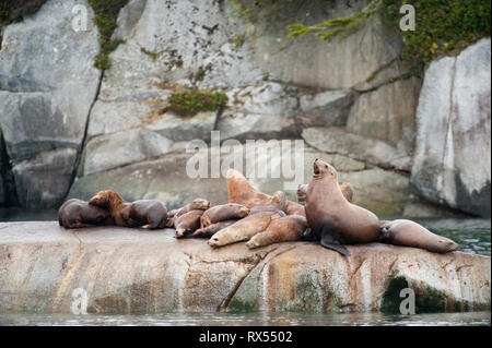 Stellar Seelöwen (Eumetopias jubatus), Johnstone Gerade, Vancouver Island, BC, Kanada Stockfoto