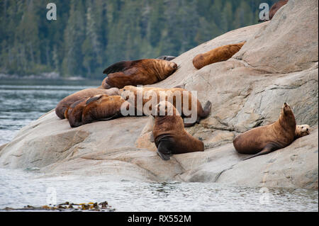 Stellar Seelöwen (Eumetopias jubatus), Johnstone Gerade, Vancouver Island, BC, Kanada Stockfoto